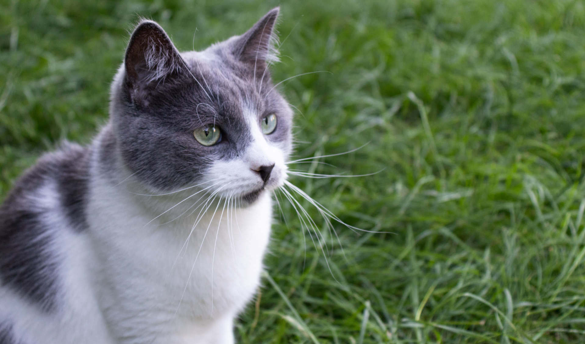 Felnőtt macskák számára, friss csirkében gazdag